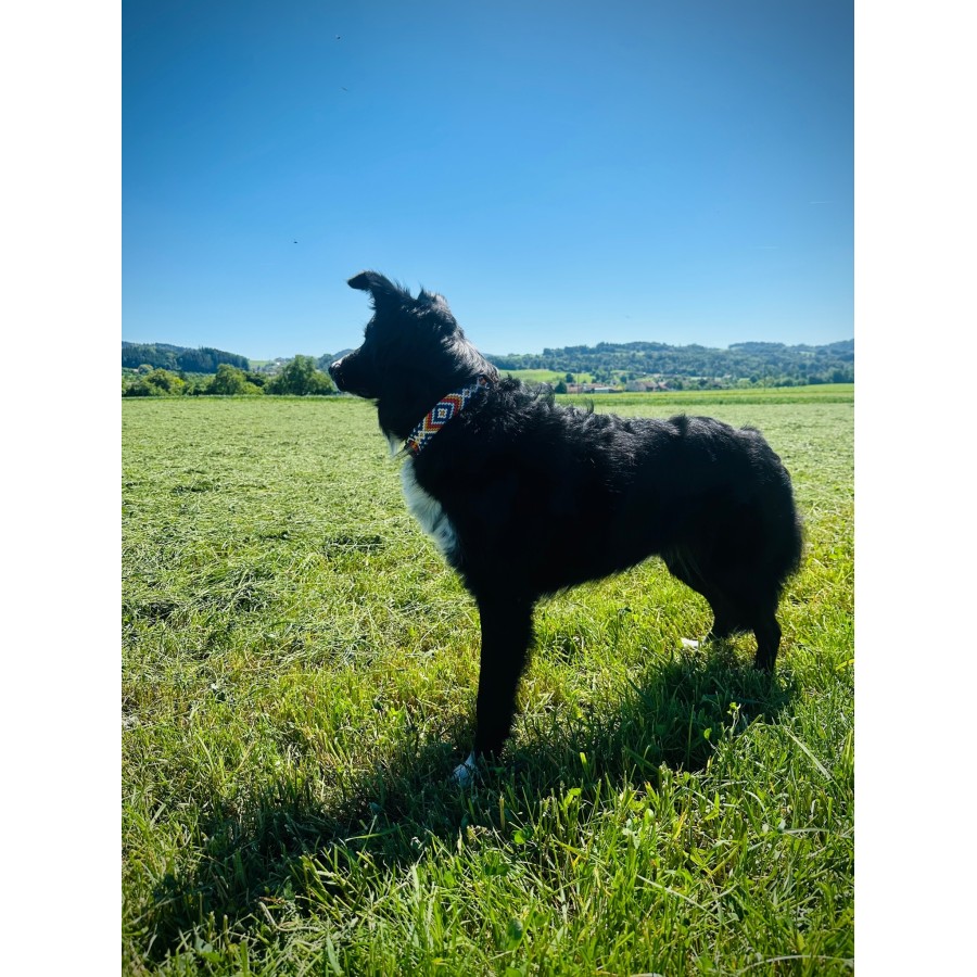 Paracord Hundehalsband mit Fettleder – Handgemacht & individuell
