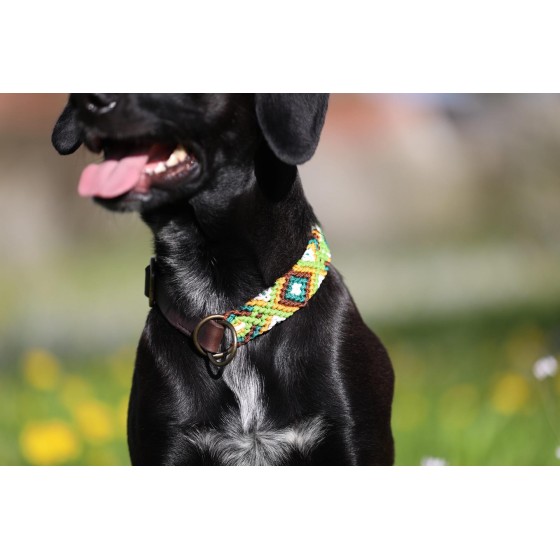 Paracord Hundehalsband mit Fettleder – Handgemacht & individuell