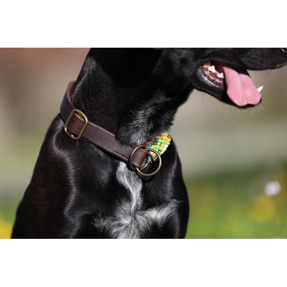 Paracord Hundehalsband mit Fettleder – Handgemacht & individuell