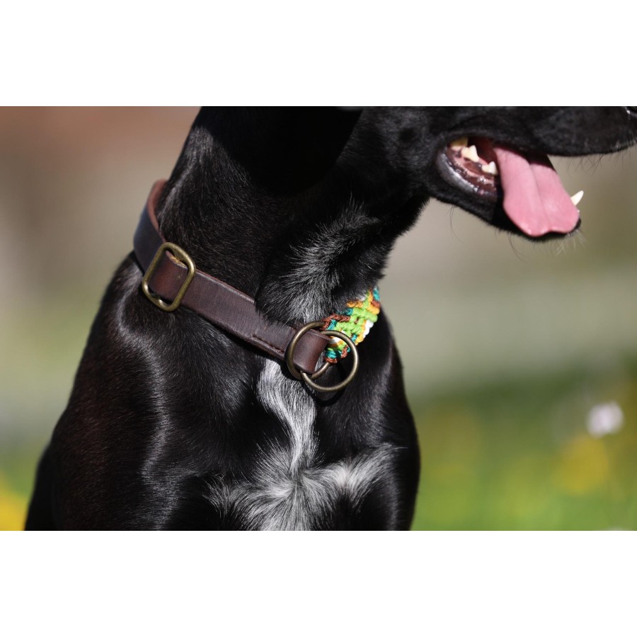 Paracord Hundehalsband mit Fettleder – Handgemacht & individuell