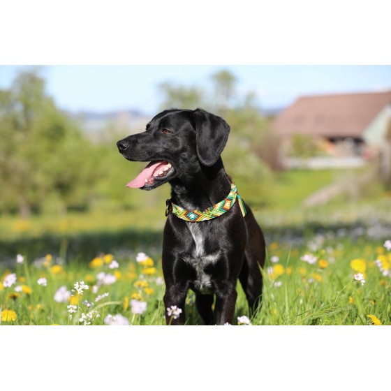 Paracord Hundehalsband mit Fettleder – Handgemacht & individuell