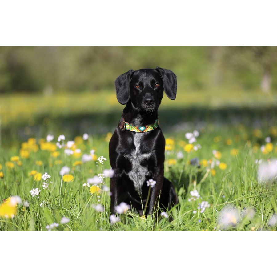 Paracord Hundehalsband mit Fettleder – Handgemacht & individuell