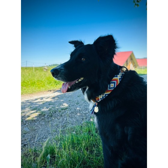 Paracord Hundehalsband mit Fettleder – Handgemacht & individuell