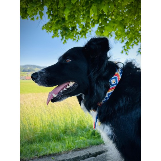 Paracord Hundehalsband mit Fettleder – Handgemacht & individuell